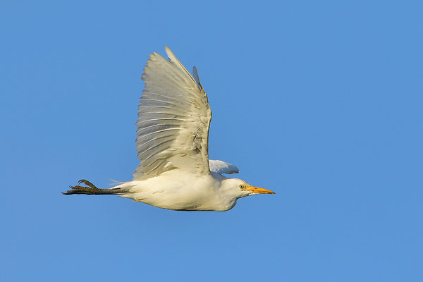Kuhreiher im Flug