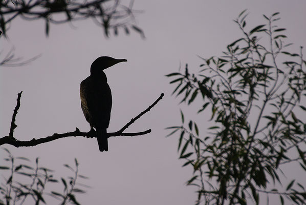 Kormoran Scherenschnitt
