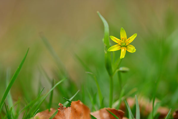 Waldgoldstern