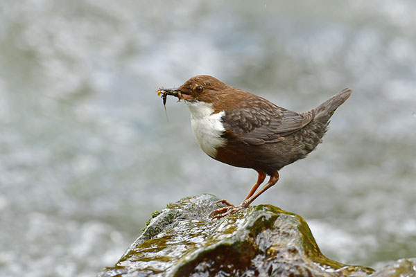 Wasseramsel