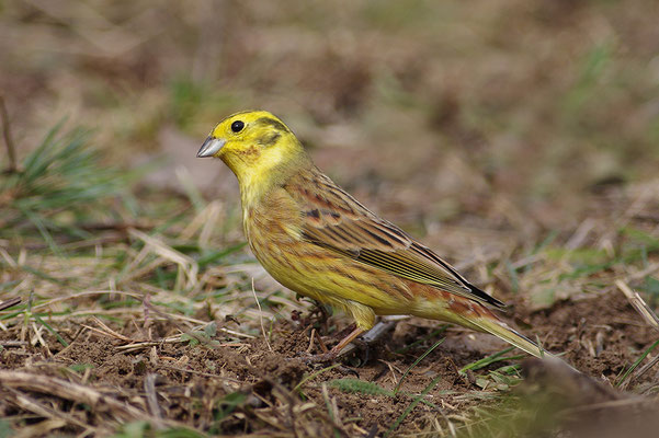 Goldammer