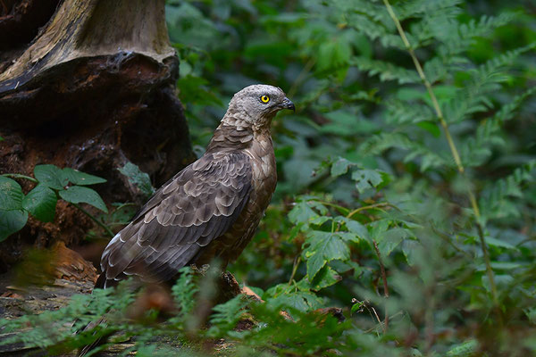 Wespenbussard, Nationalpark Bayrischer Wald Tierfreigelände Neuschönau