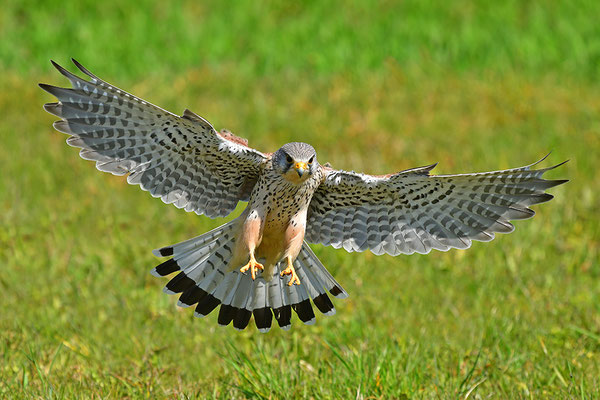 Turmfalke im Anflug