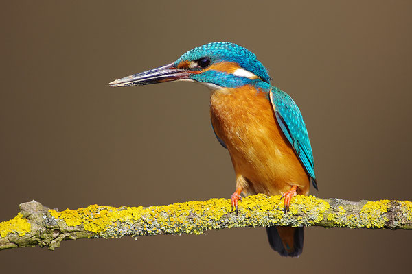 Eisvogel Männchen