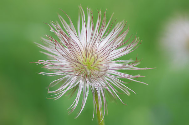 Alpenküchenschelle