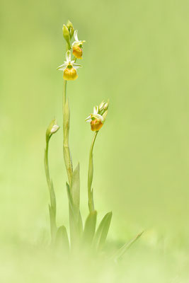 Gelbe Hummelragwurz flavescens
