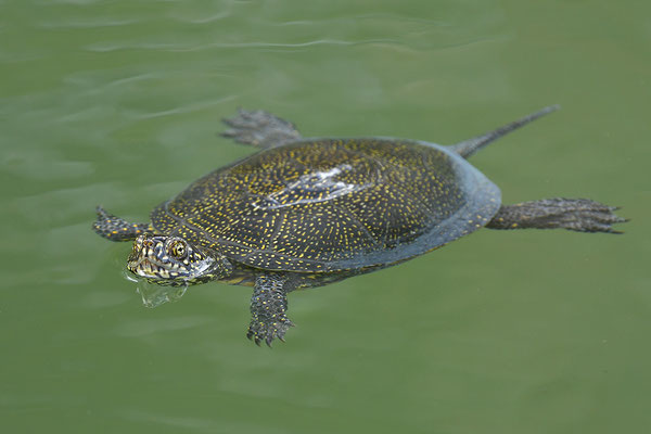 Europäische Sumpfschildkröte