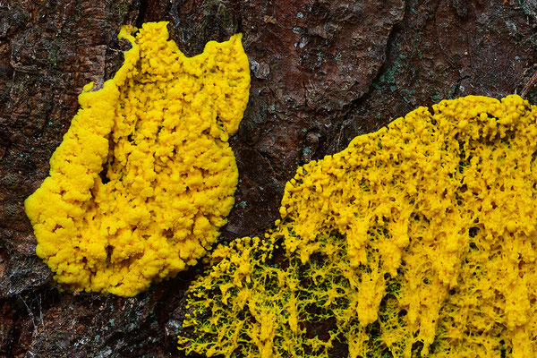 Hexenbutter oder auch Gelbe Lohblüte