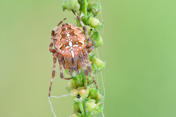 Gartenkreuzspinne