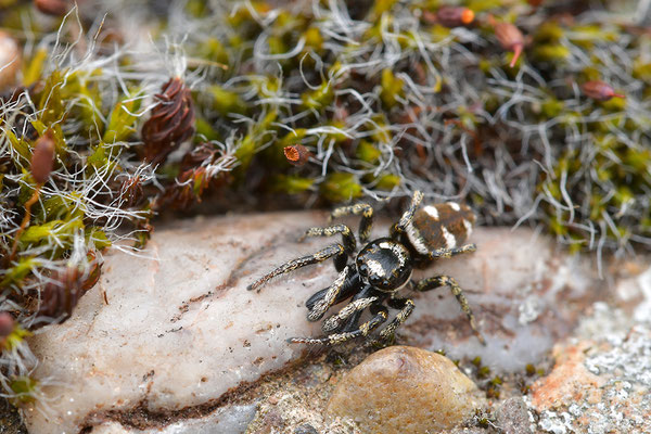 Zebraspringspinne Männchen