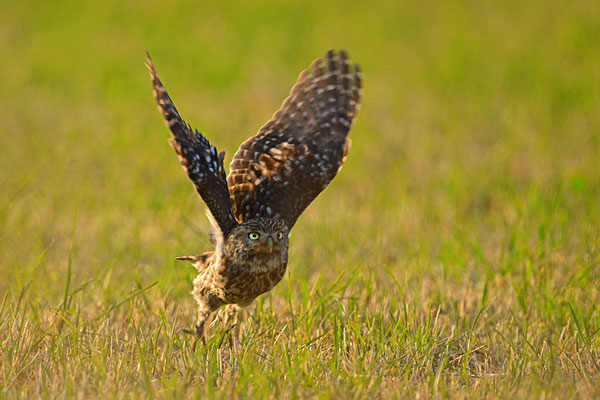 Steinkauz im Abflug