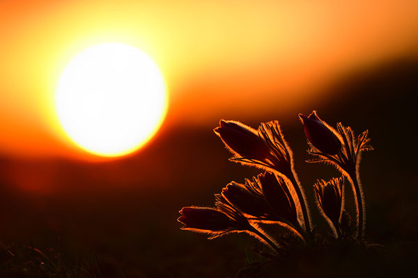 Küchenschelle im Abendlicht