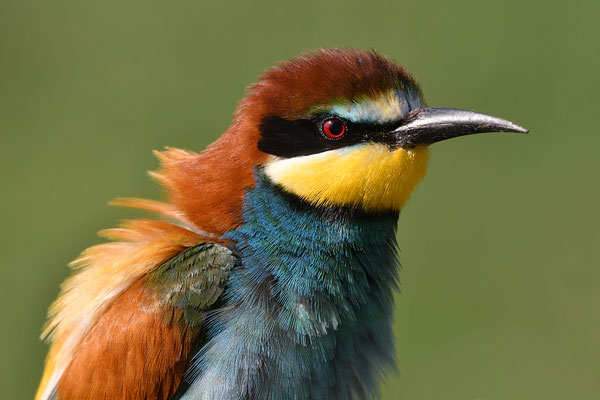 Bienenfresser Portrait