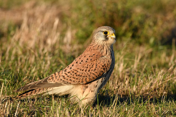 Turmfalke
