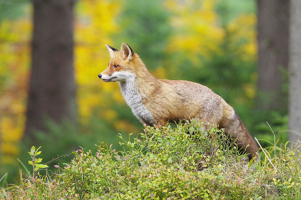 Fuchs