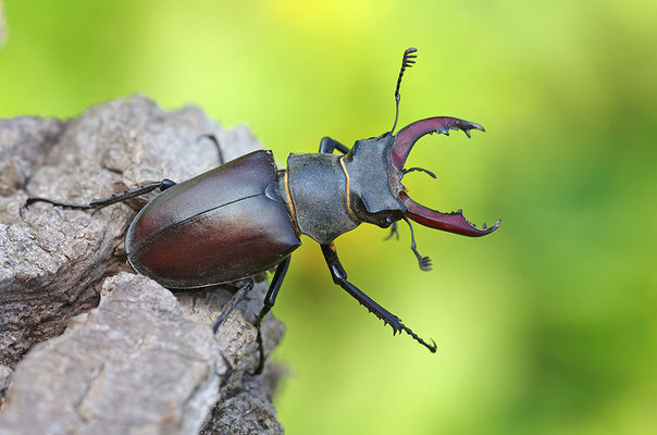 Hirschkäfer Männchen