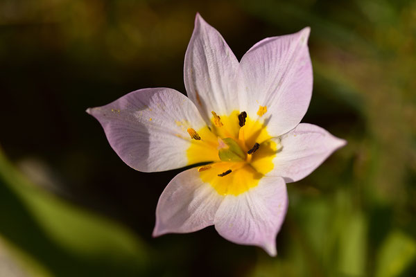 Bakers Tulpe