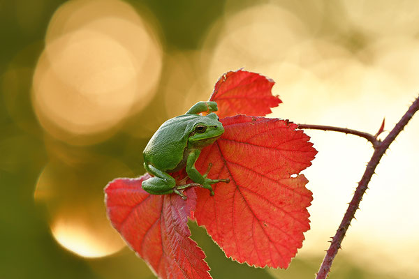 Laubfrosch im Sonnenuntergang