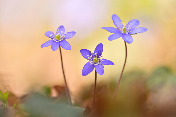 Leberblümchen