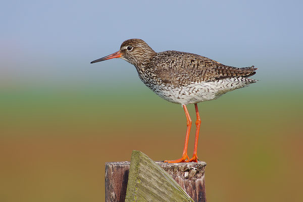 Rotschenkel