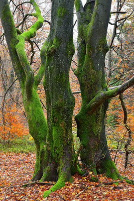 Hutewald Kalterherberg