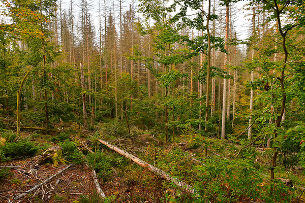 Urwald Bayrischer Wald