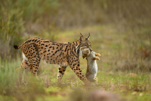 Pardelluchs mit erbeutetem Kaninchen