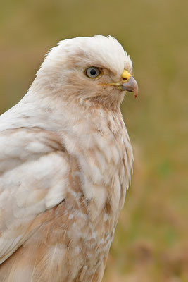 Mäusebussard Leuzist Kopfportrait Farbanomalie