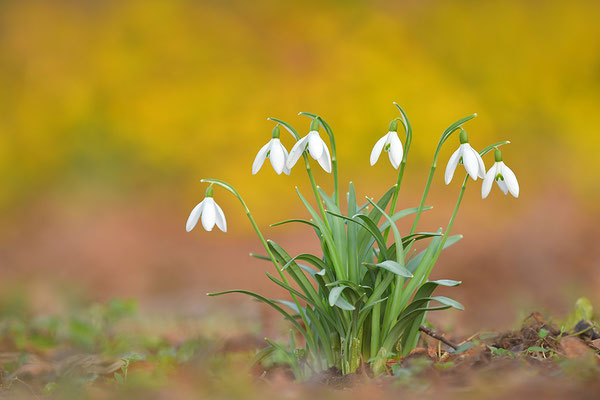 Schneeglöckchen