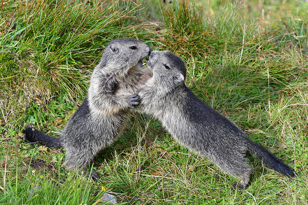 Murmeltiere im Kampf