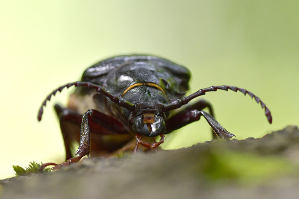 Sägebock