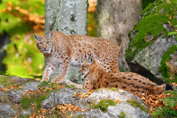 Luchs Nationalpark Bayrischer Wald Tierfreigelände Neuschönau