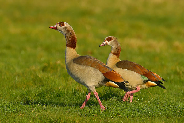Nilgans Paar