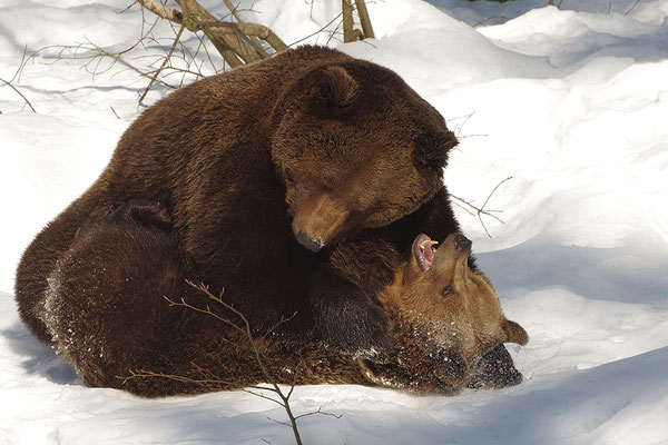 Braunbär Paar, Nationalpark Bayrischer Wald Tierfreigelände Neuschönau