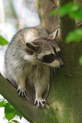 Waschbär