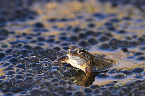 Grasfrosch