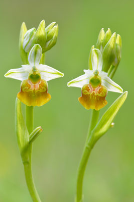 Gelbe Hummelragwurz flavescens