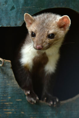 Steinmarder im Otterpark Hankensbüttel
