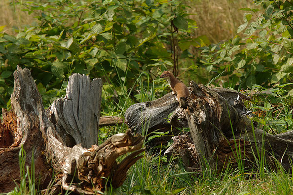 Hermelin im Otterpark Hankensbüttel