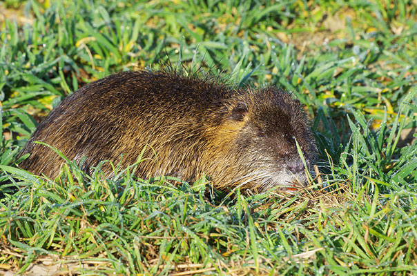 Nutria