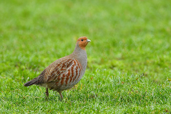Rebhuhn Männchen