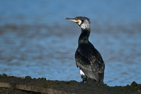 Kormoran