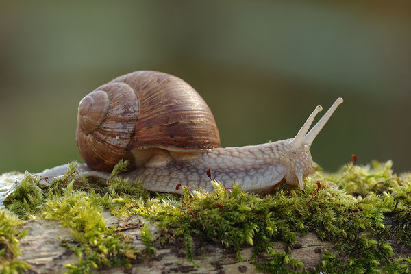Weinbergschnecke