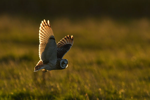 Sumpfohreule im Flug