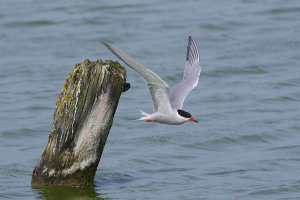 Flussseeschwalbe im Flug