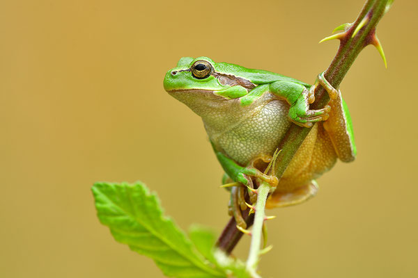 Laubfrosch Weibchen