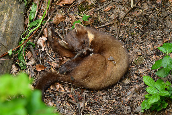 Baummarder im Otterpark Hankensbüttel