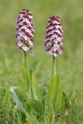 Purpurknabenkraut