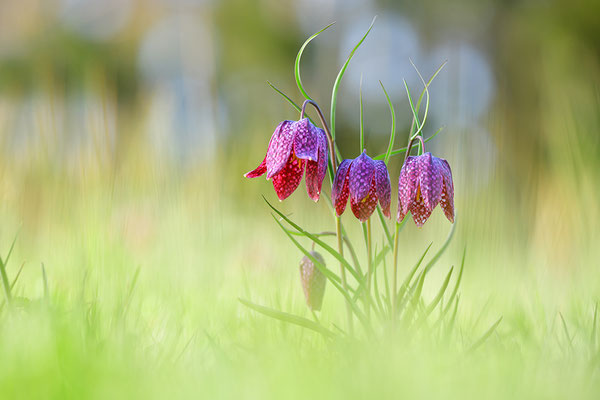Schachbrettblume