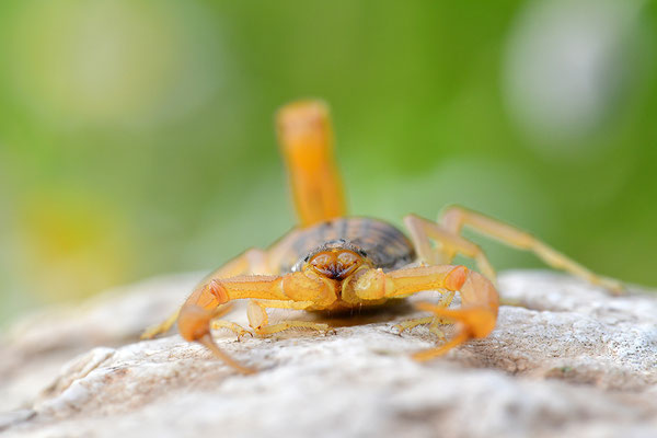 Gemeiner Skorpion